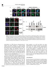 ICE3B3065P datasheet.datasheet_page 5