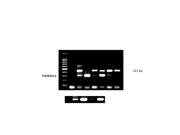 TMP411ADGKTG4 datasheet.datasheet_page 2