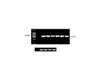 TMP411ADGKTG4 datasheet.datasheet_page 4
